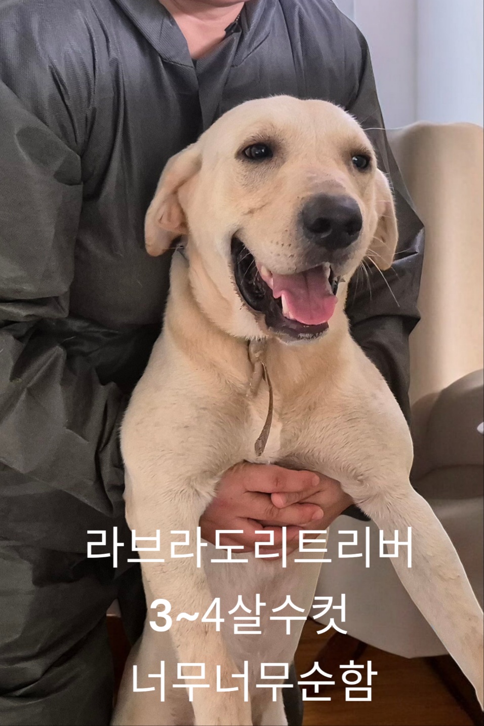 보호중 라브라도 리…