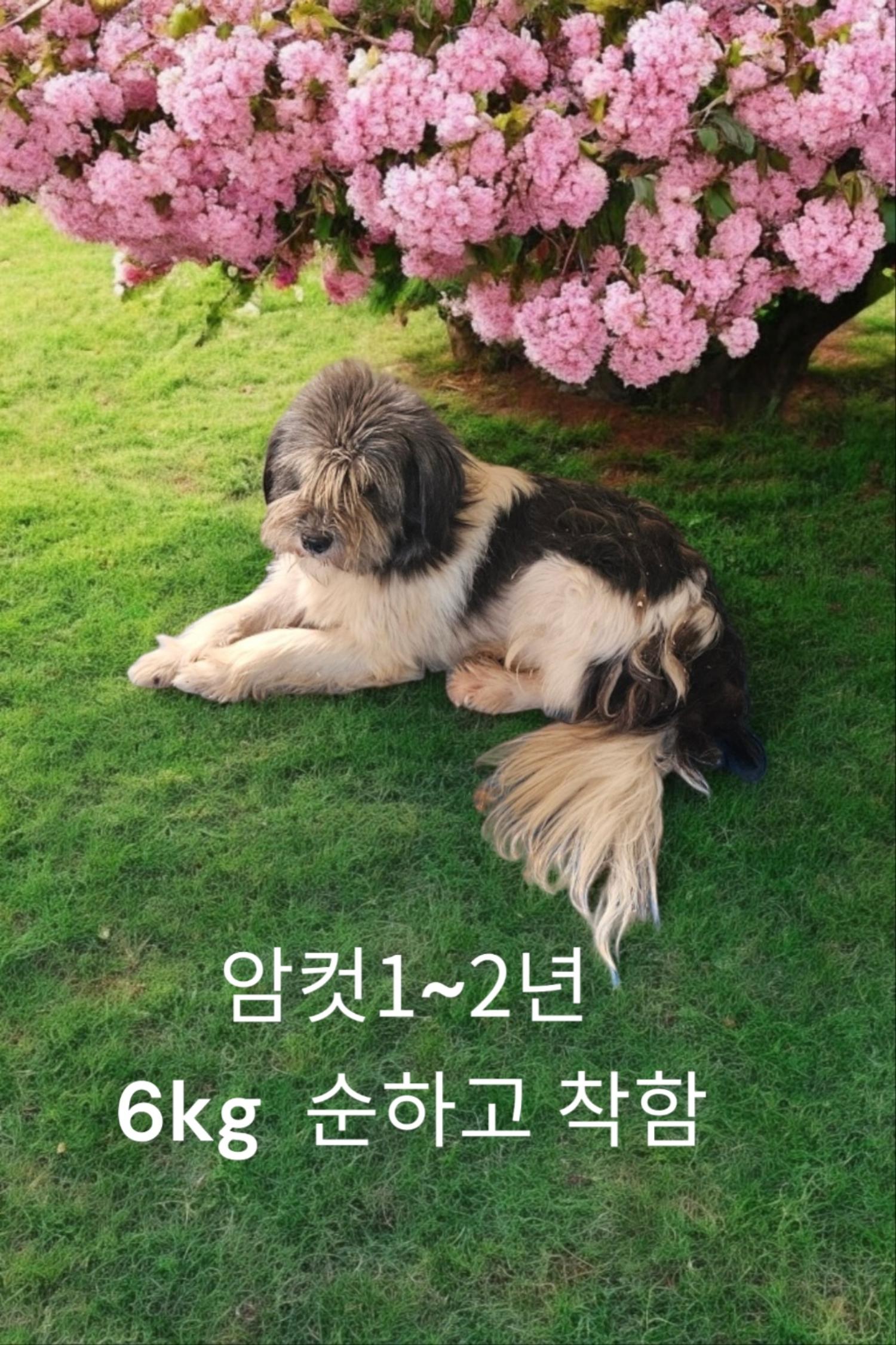 성주유기동물보호센터_447521202400441