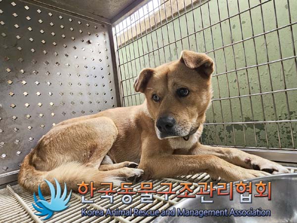 한국동물구조관리협회_441559202400985