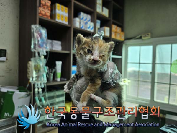 한국동물구조관리협회_411312202400806