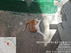 대전동물보호센터_430365202400461