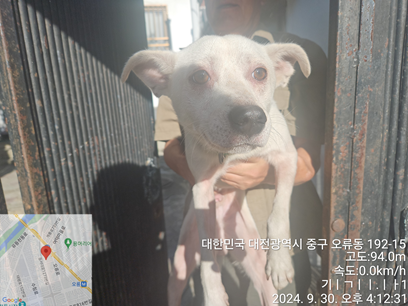 대전동물보호센터_430365202400465