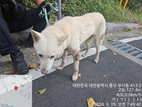 종료(반환) 진도견…