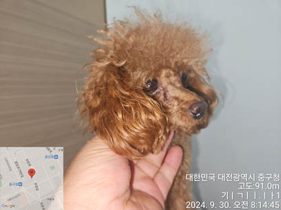 대전동물보호센터_430365202400464