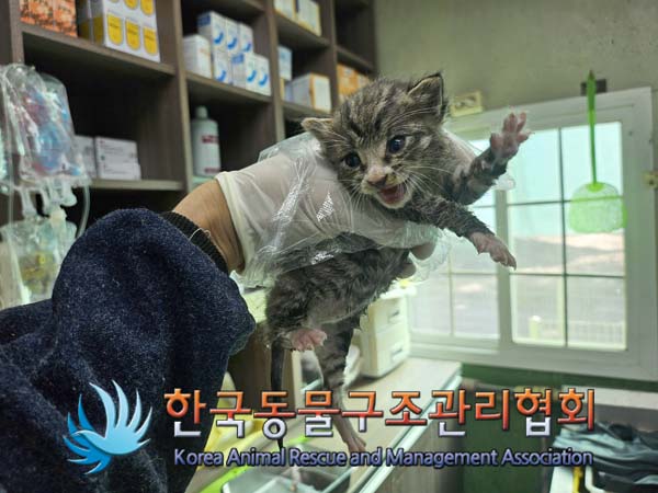 한국동물구조관리협회_411323202401007