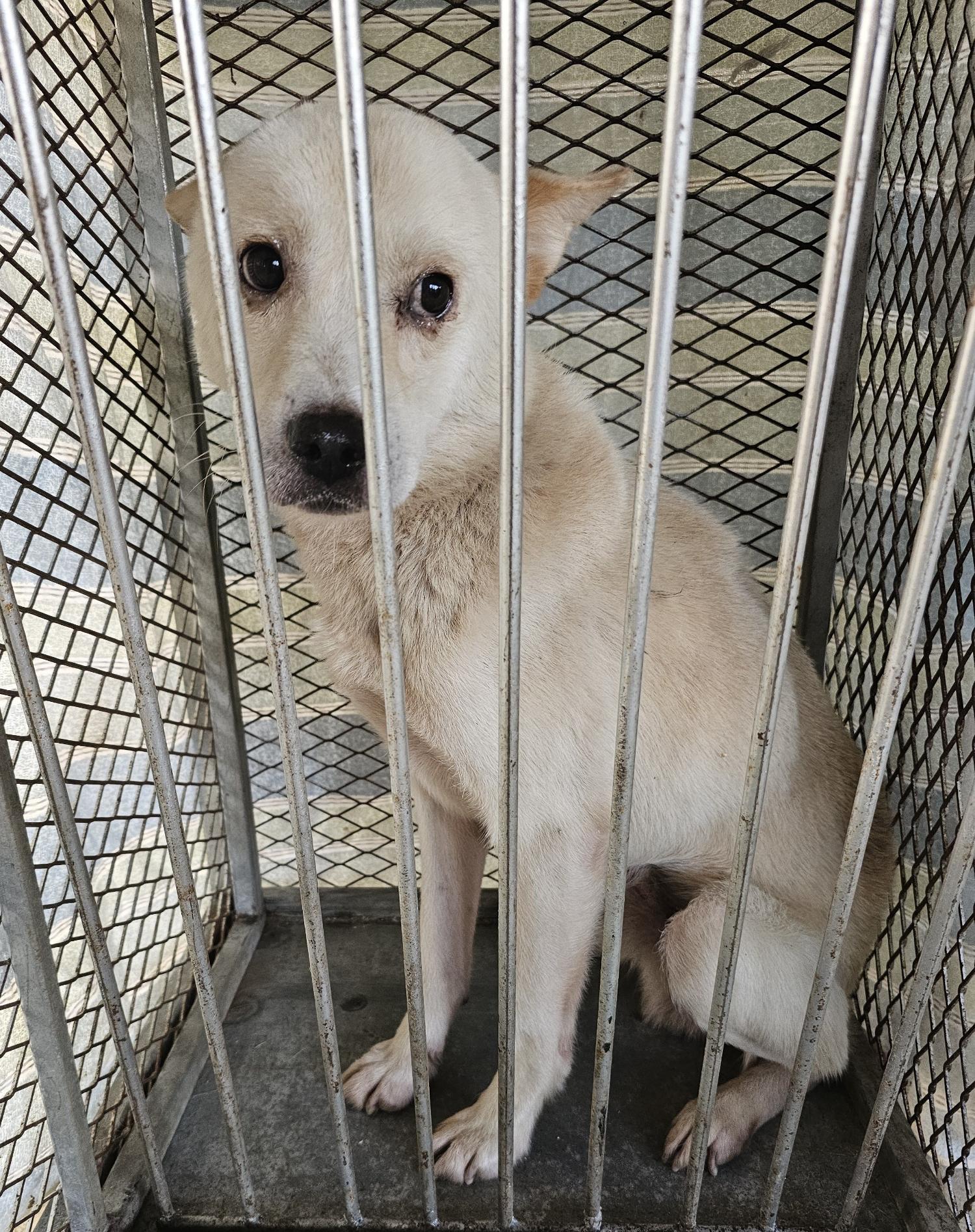 창녕 유기동물보호소_448541202401435