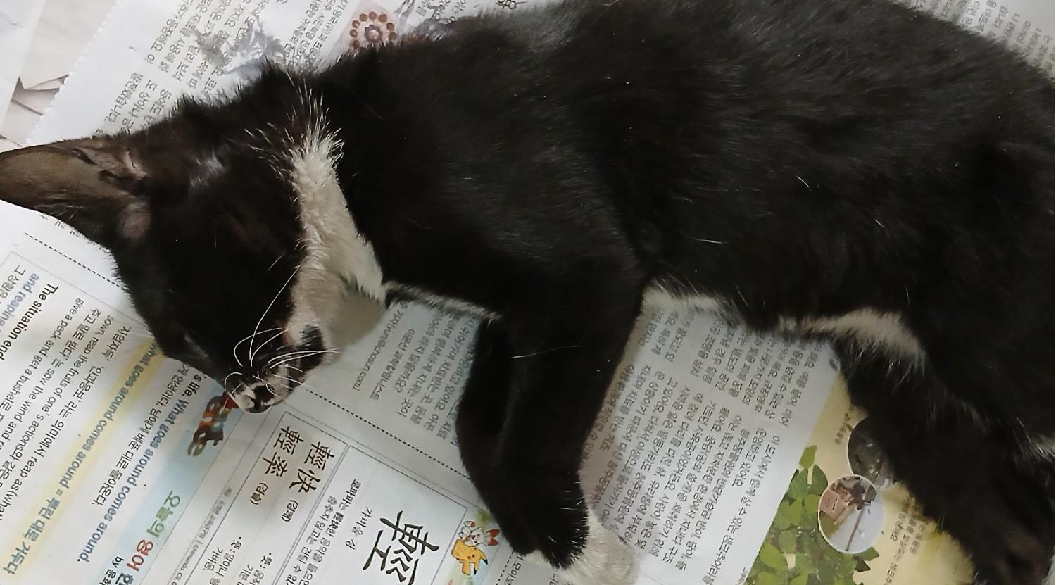 대구유기동물보호협회_427345202400591