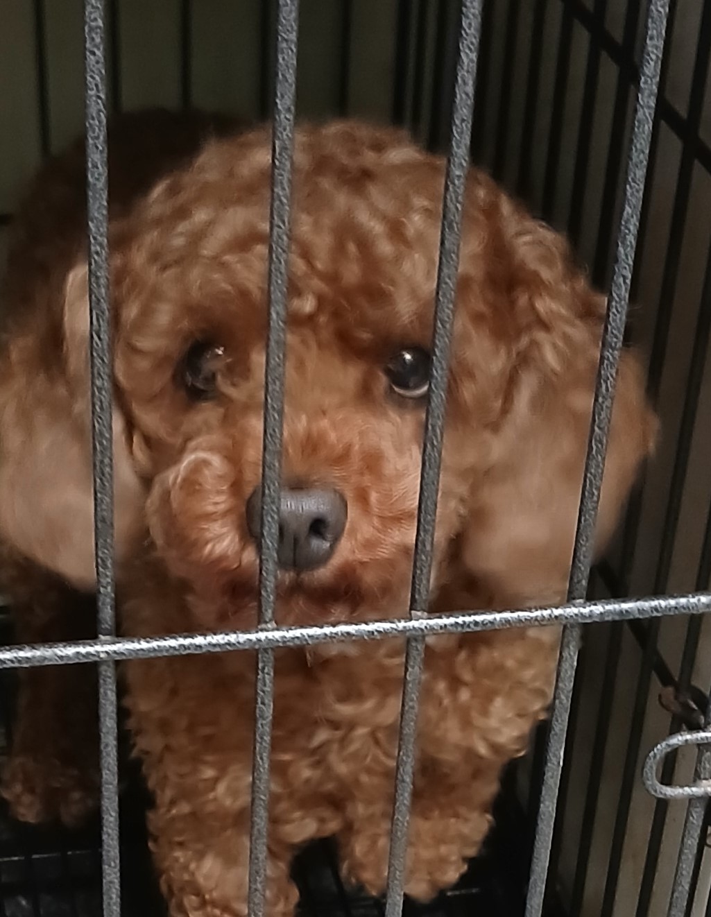 대구유기동물보호협회_427345202400590