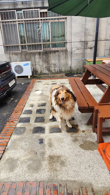익산유기동물보호소_445468202402758