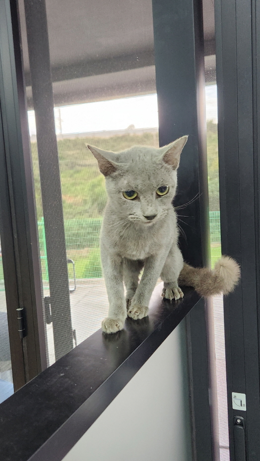 익산유기동물보호소_445468202402763