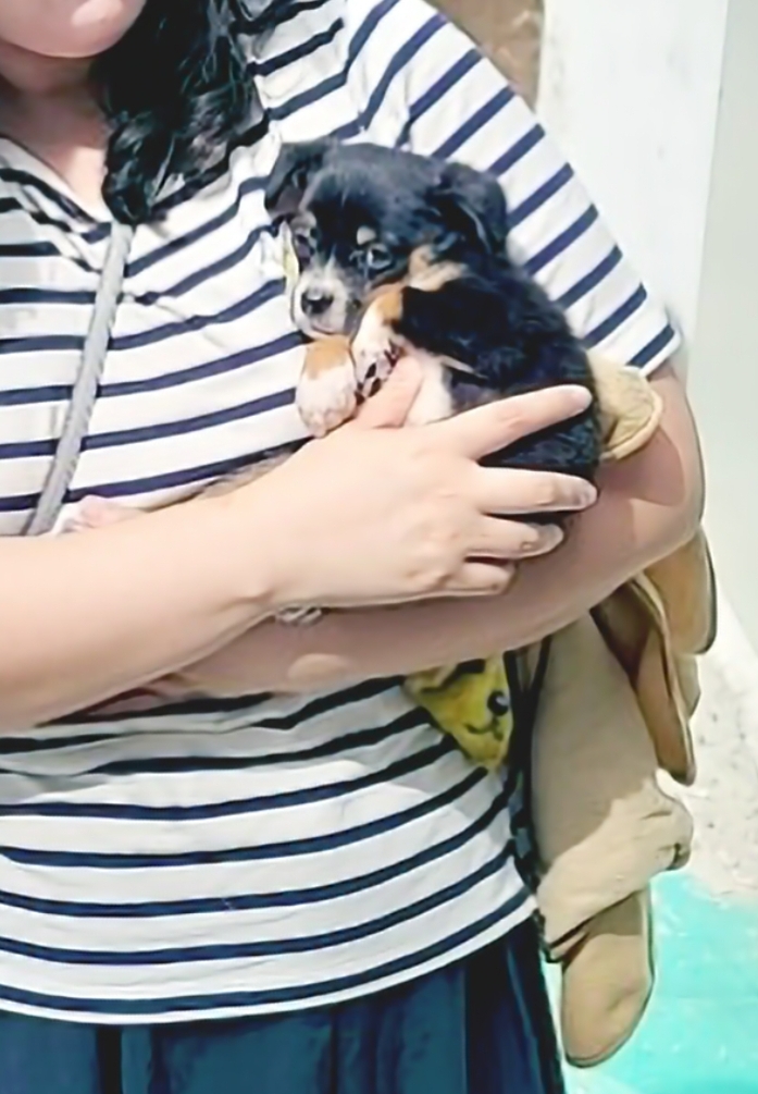 유기동물보호센터_447507202400100