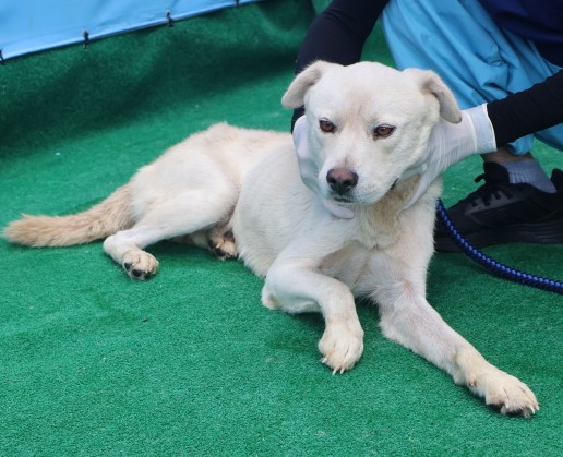 제주 동물보호센터_450650202402908