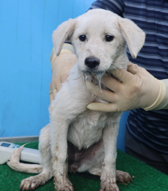 제주 동물보호센터_450650202402917