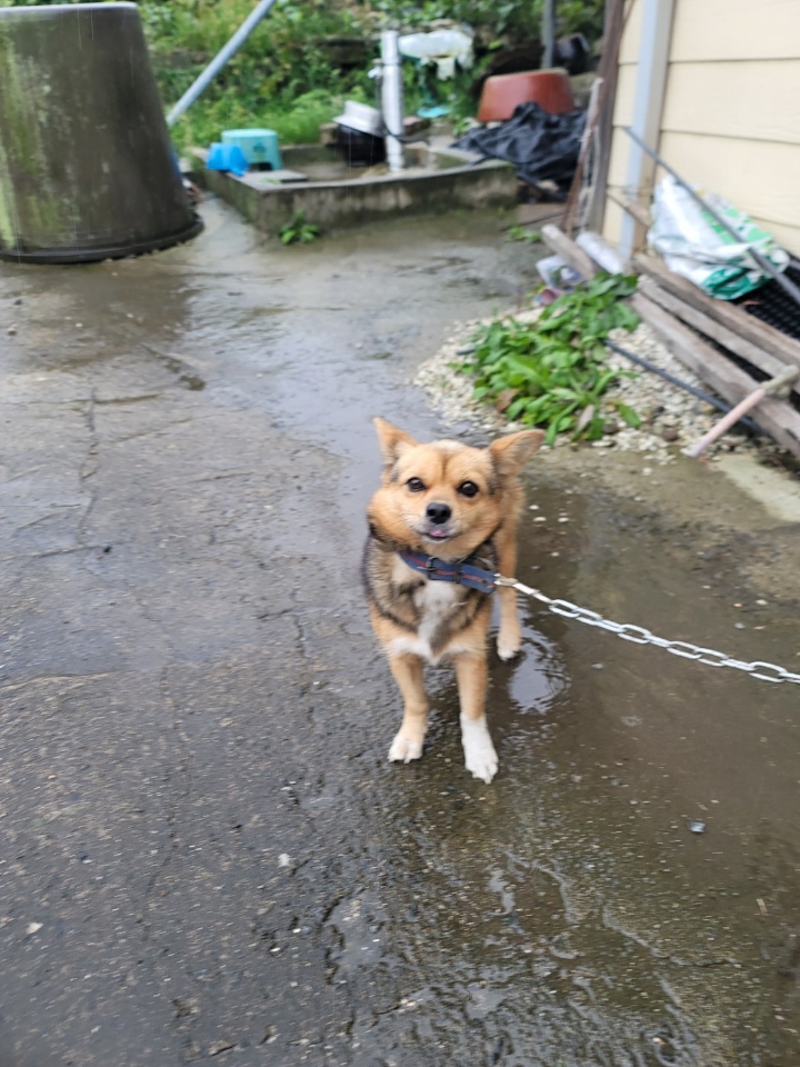 괴산증평동물보호센터_443446202400459