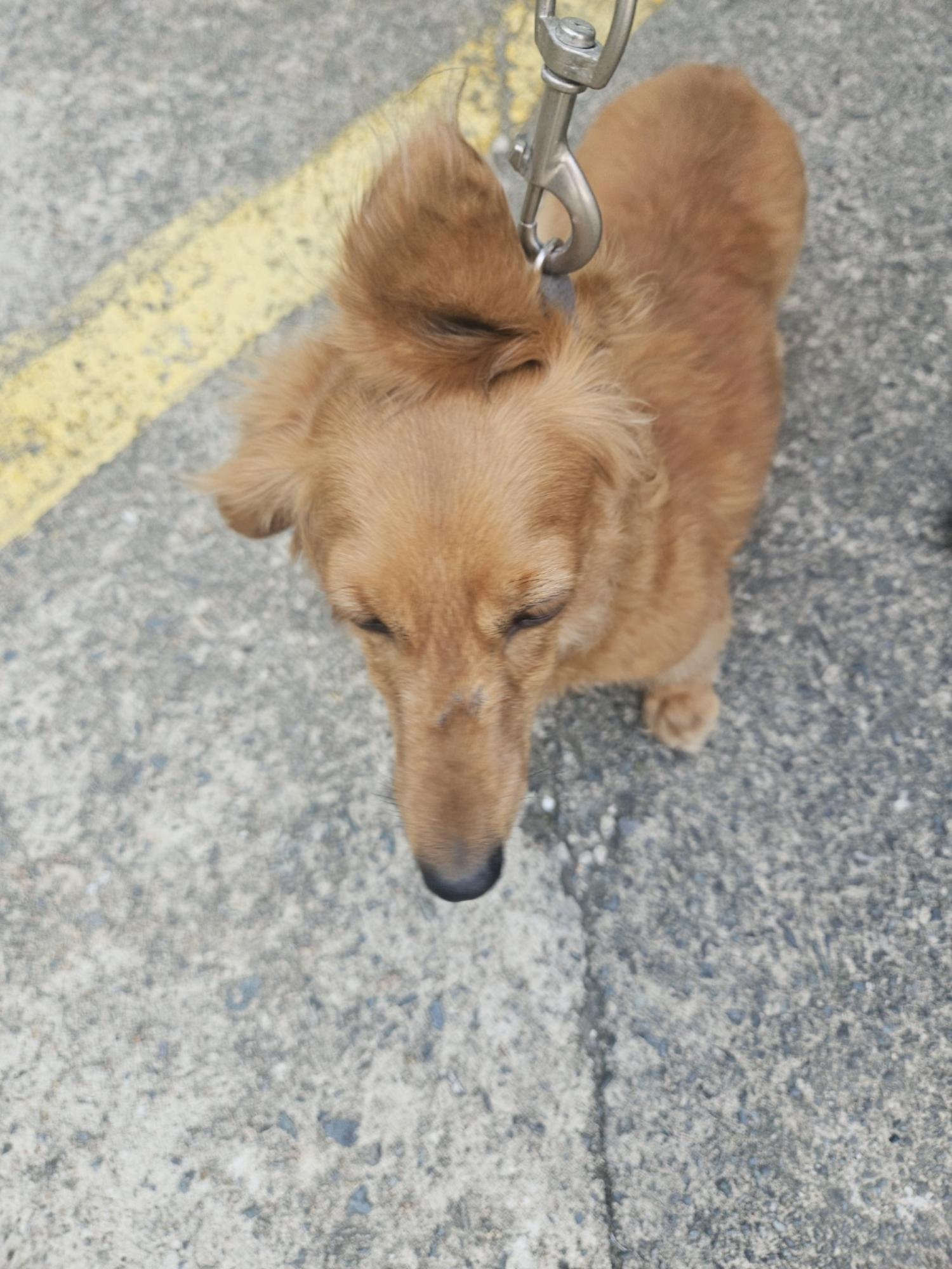 유기동물및관리협회_448535202401220