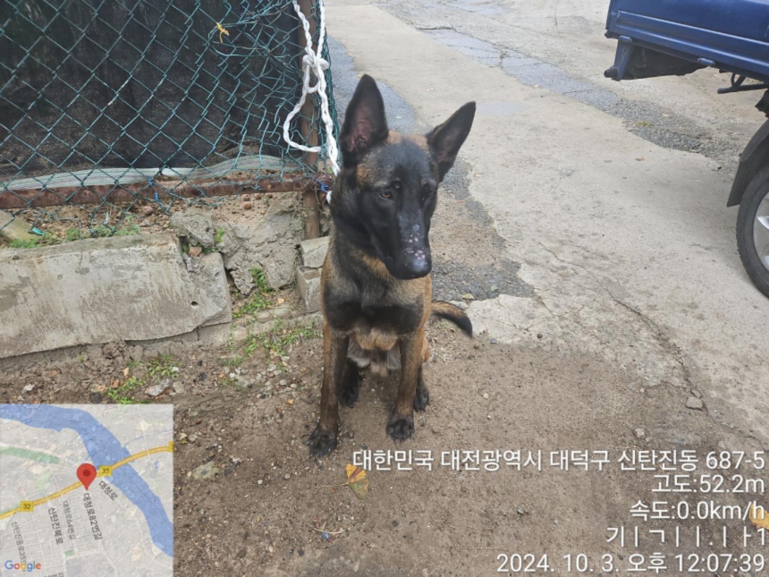 대전동물보호센터_430368202400407