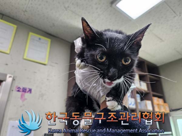 종료(입양) 한국 …