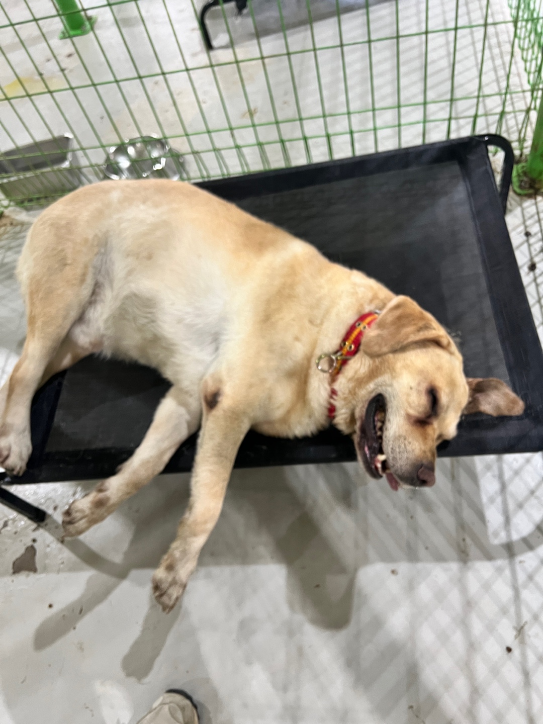 부산동물보호센터_426325202400421