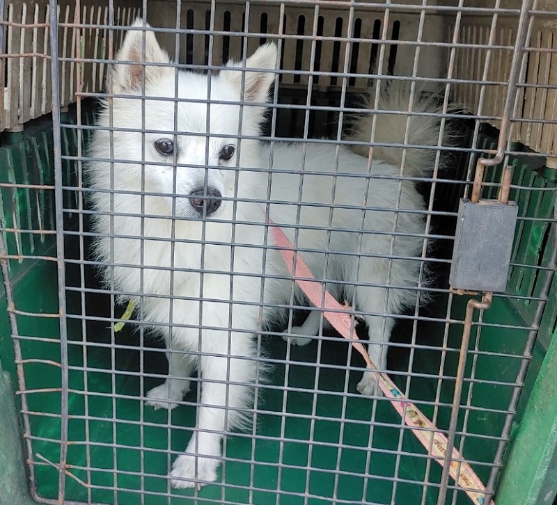 마산유기동물보호소_448528202401214