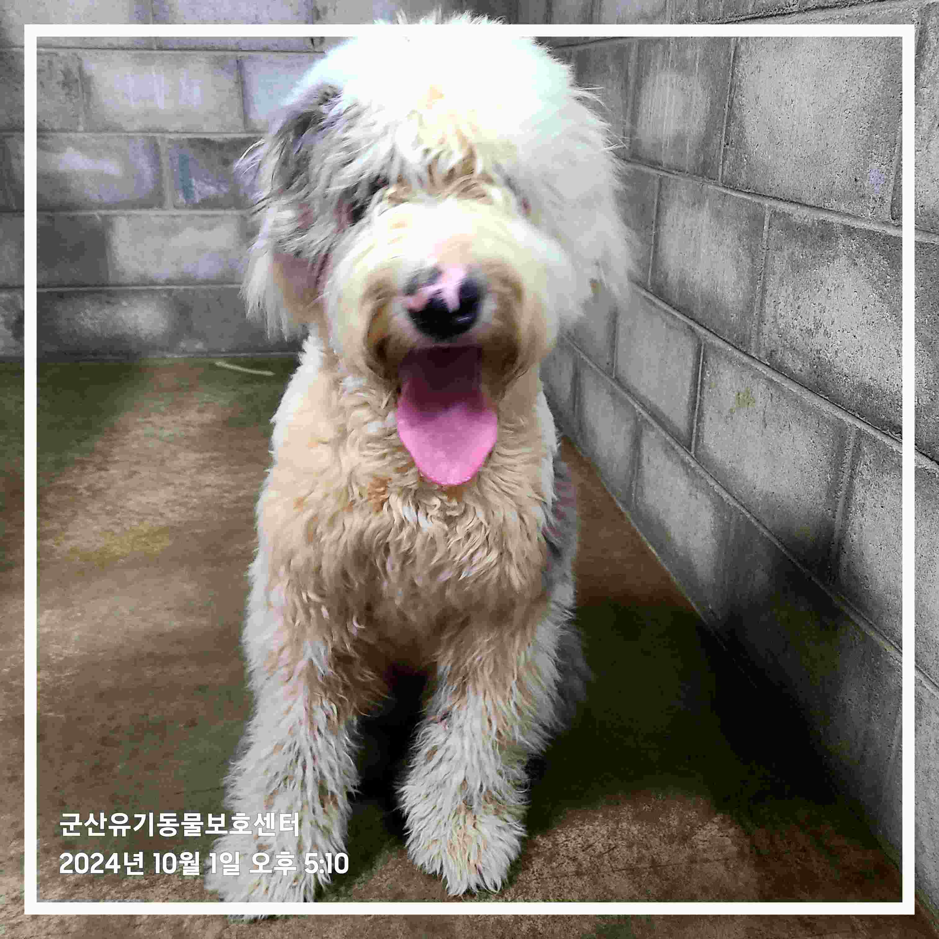 군산유기동물보호센터_445467202401888