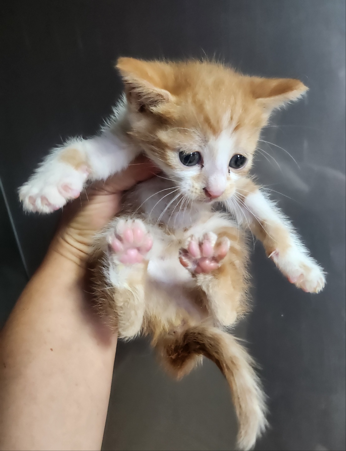 울산유기동물보호센터_431369202400552