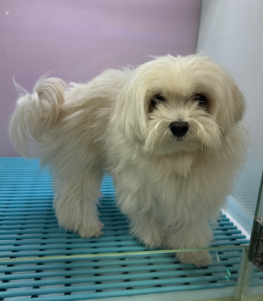 일산동물의료센터_431371202400399