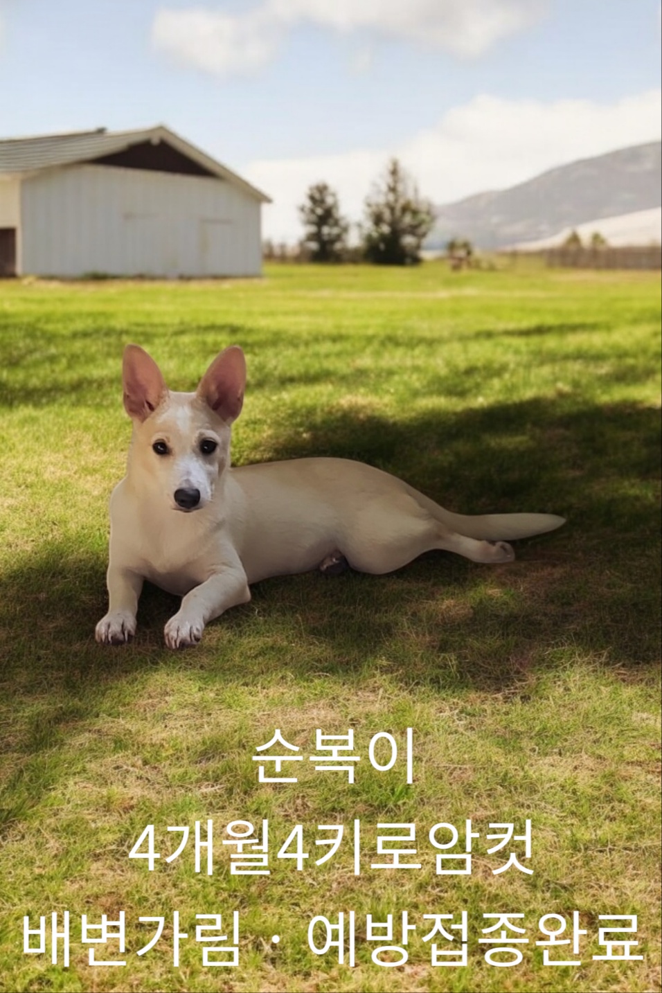 [개] 믹스견 경북-성주-2024-00364 유기동물 배경 이미지 입니다.