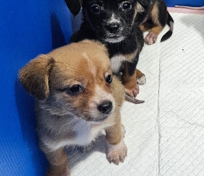 유기동물보호센터_447507202400102
