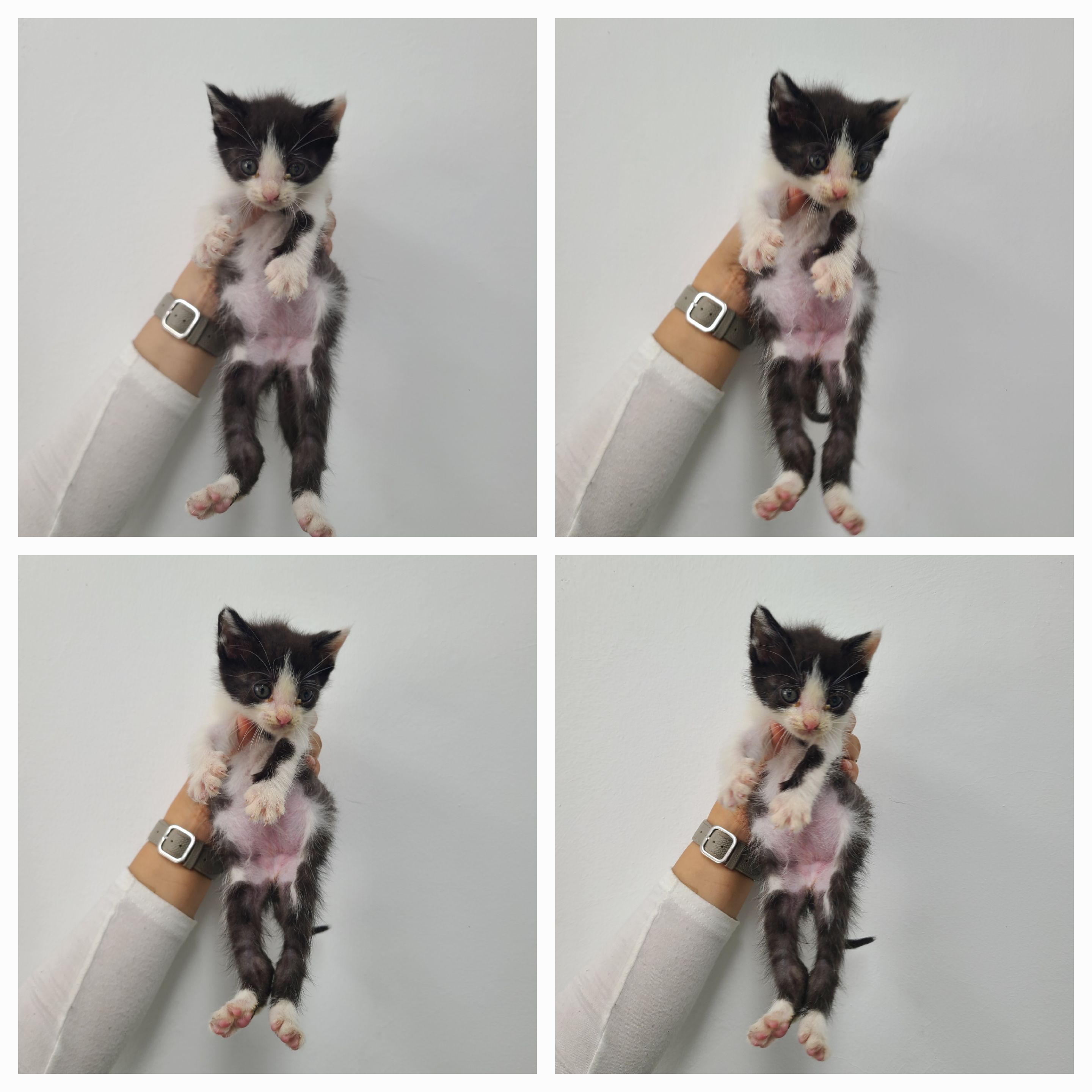 천안시 동물보호센터_444449202402016