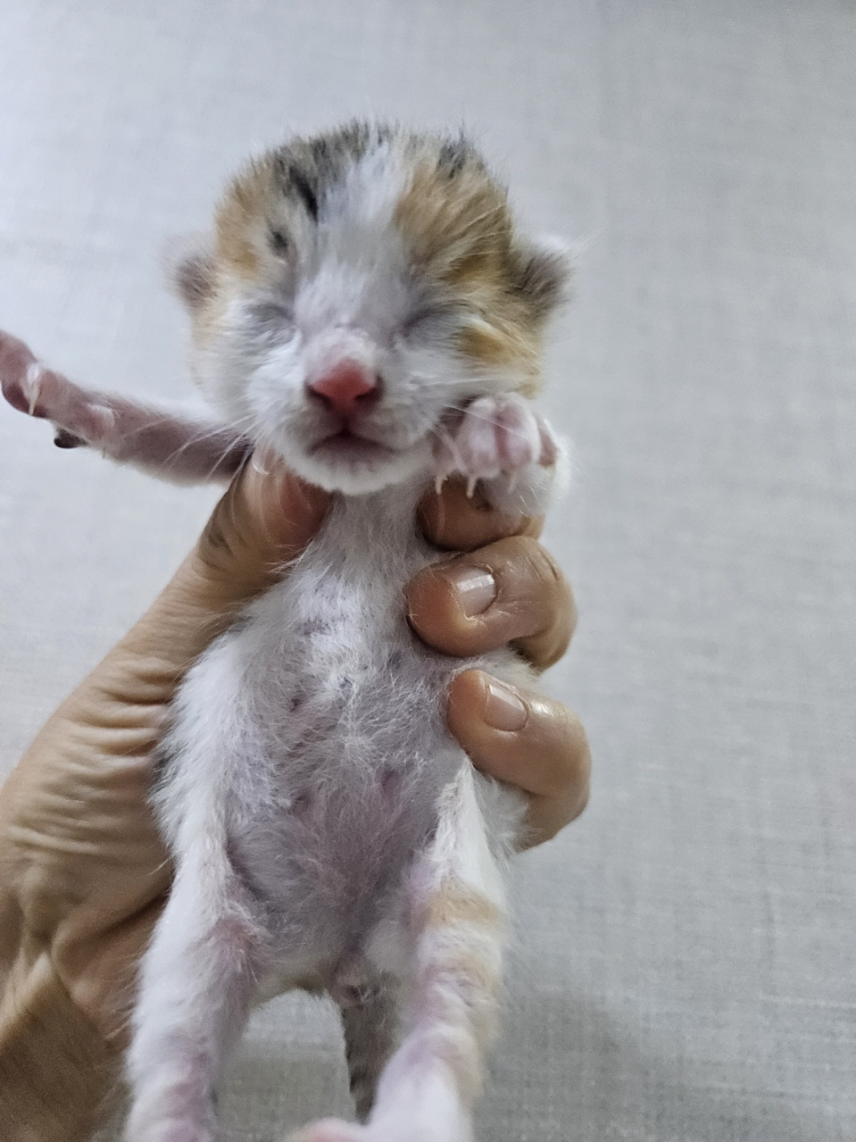 보령길고양이보호협회_444451202401045