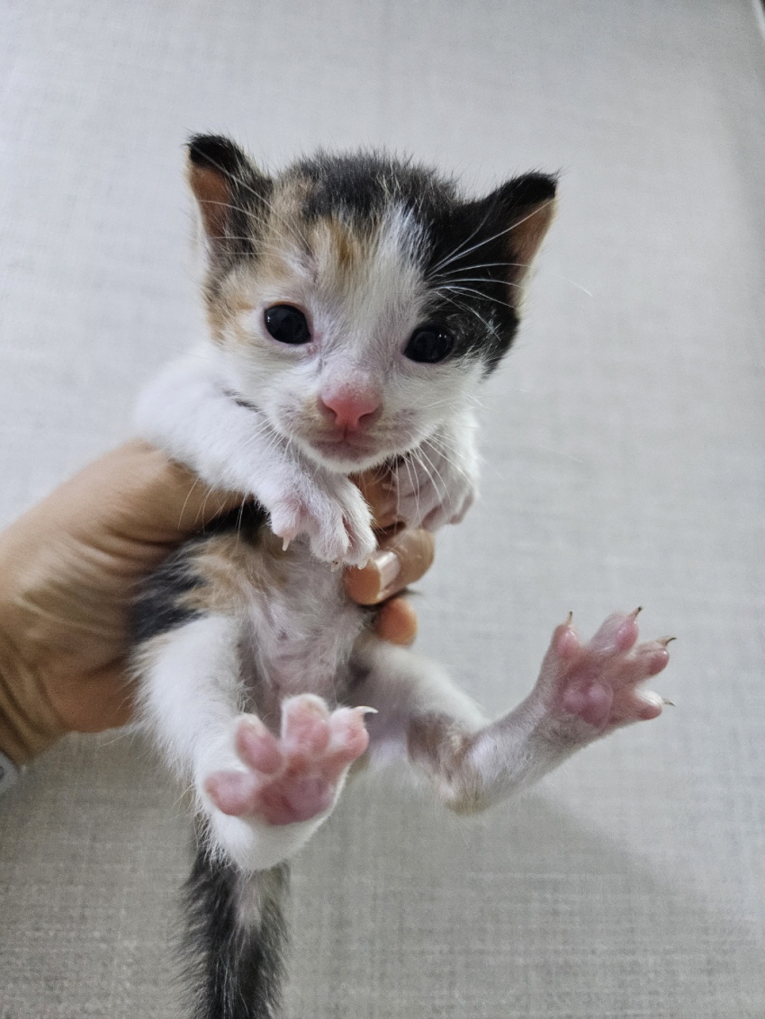 종료(자연사) 한국…