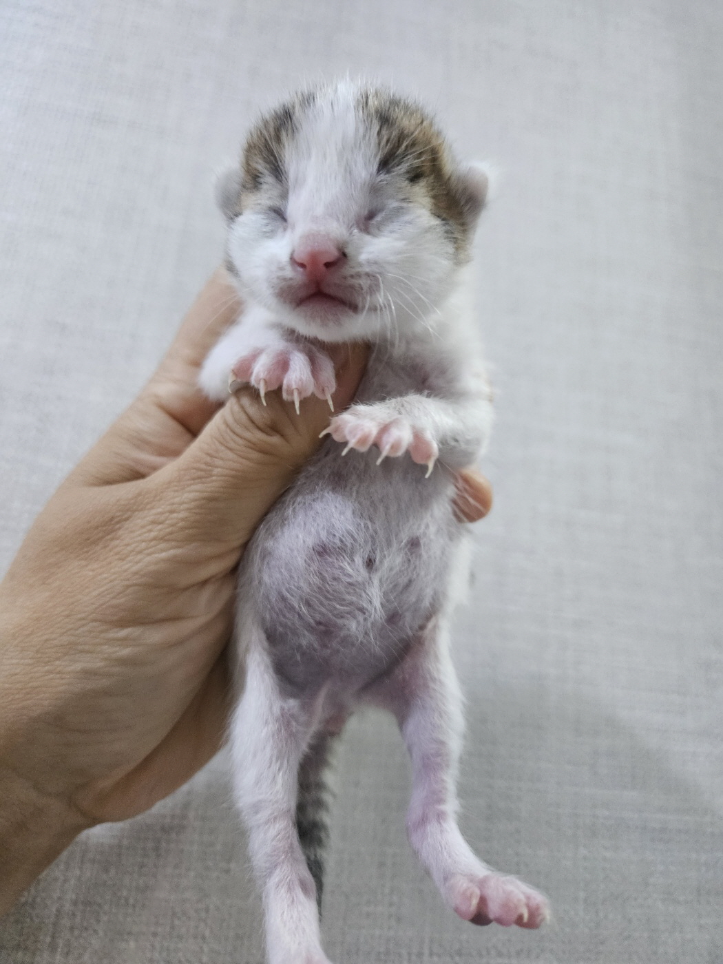보령길고양이보호협회_444451202401044