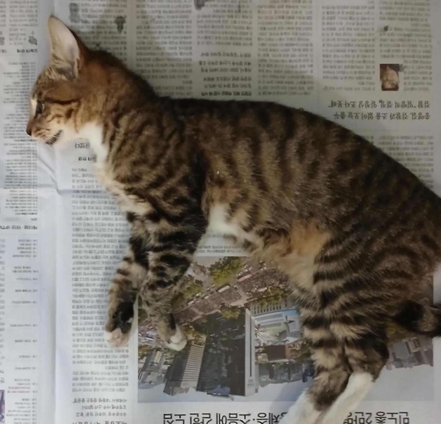 대구유기동물보호협회_427344202400297