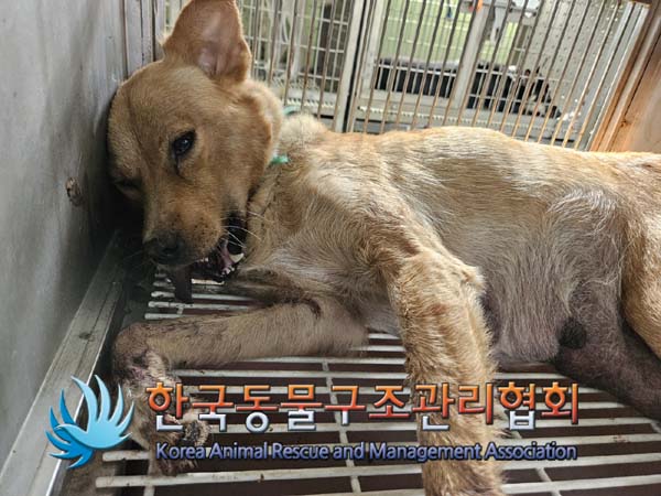 한국동물구조관리협회_441559202400987