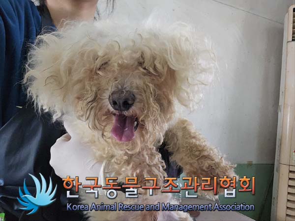 보호중 비숑 프리제…