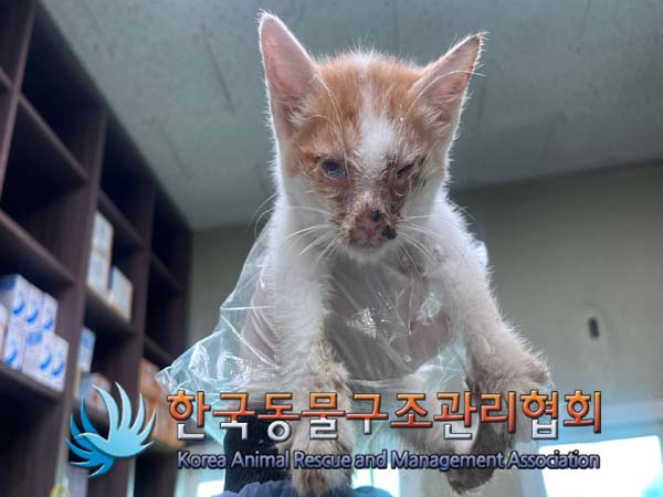 한국동물구조관리협회_441409202401513