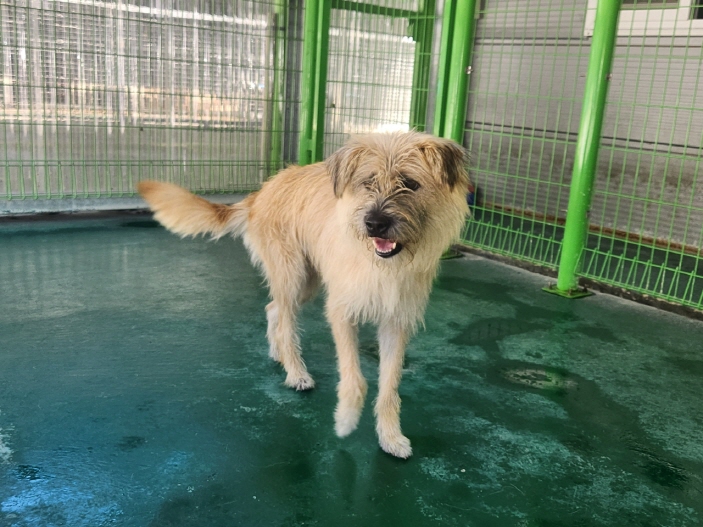 예천군유기동물보호소_447523202400516