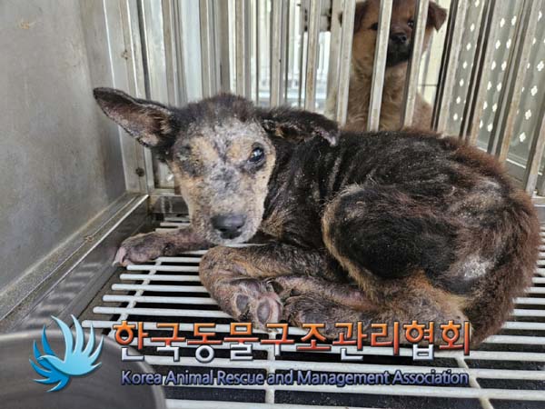 한국동물구조관리협회_441409202401512