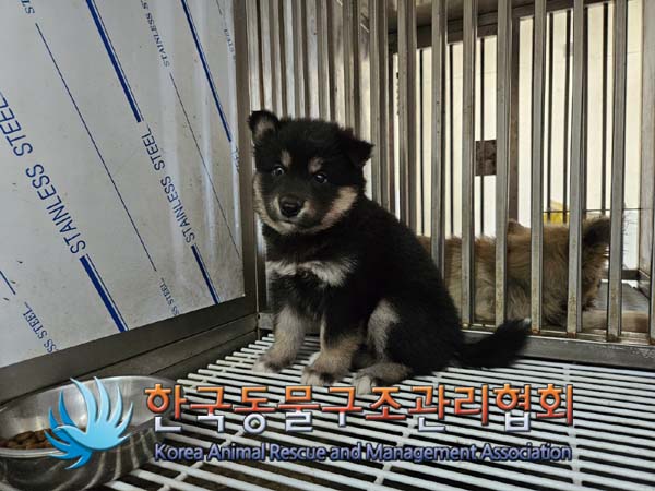 종료(입양) 믹스견…