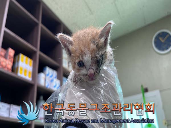 종료(자연사) 한국…