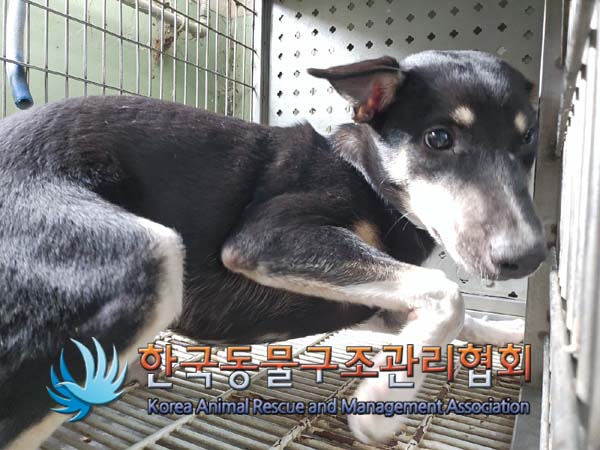 한국동물구조관리협회_411307202400497