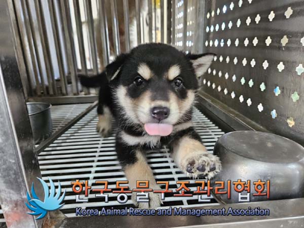 한국동물구조관리협회_441414202400753