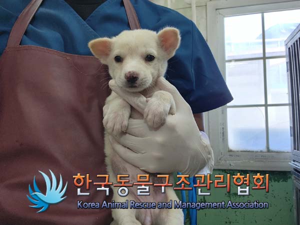한국동물구조관리협회_441406202401641