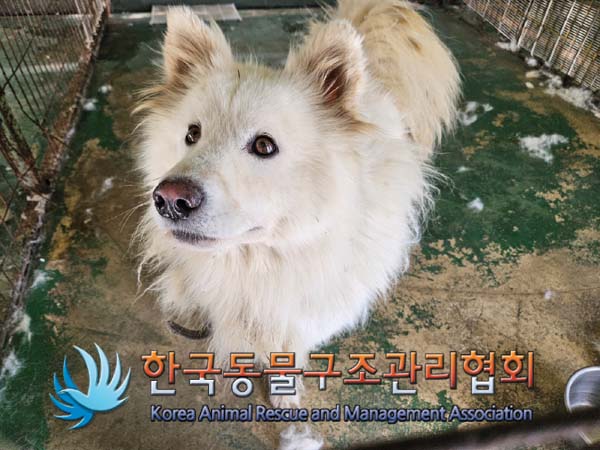 종료(안락사) 믹스…