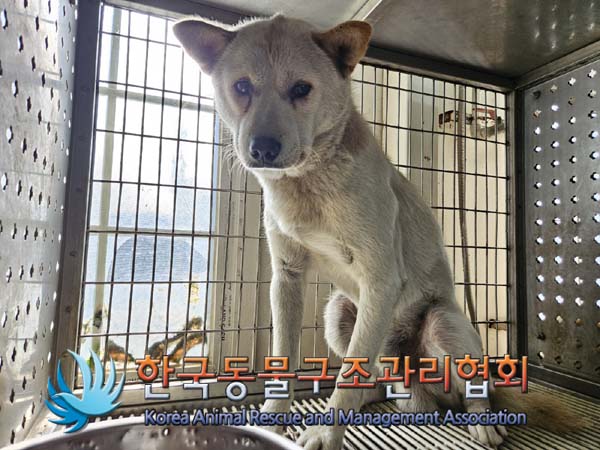 종료(안락사) 믹스…