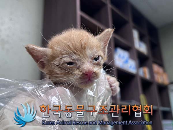 종료(자연사) 한국…