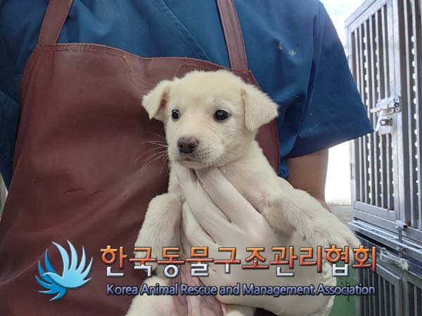 종료(안락사) 믹스…