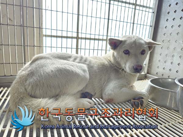 한국동물구조관리협회_441560202401231
