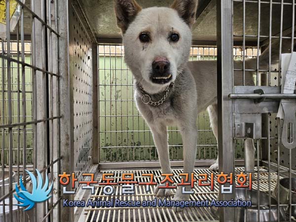 한국동물구조관리협회_441406202401636