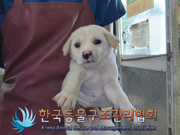 종료(안락사) 믹스…